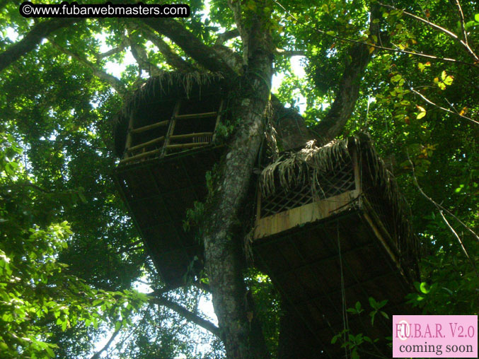 Rainforest Canopy Tours