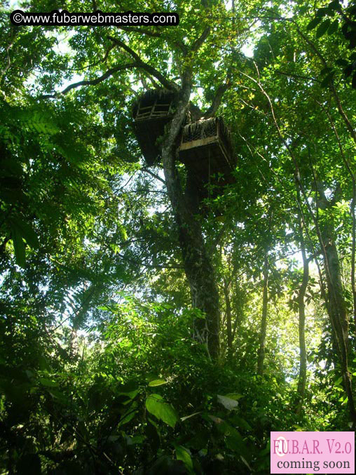 Rainforest Canopy Tours