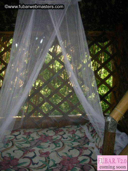 Rainforest Canopy Tours