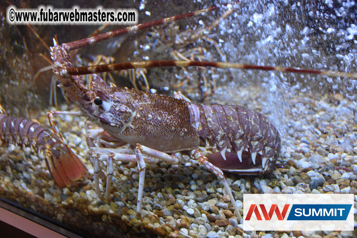 VIP Dinner at Mar do Inferno