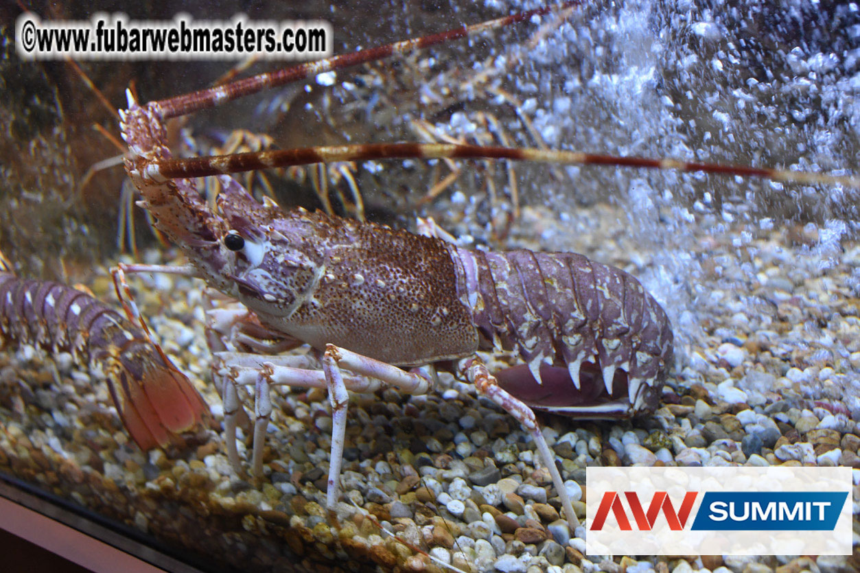 VIP Dinner at Mar do Inferno