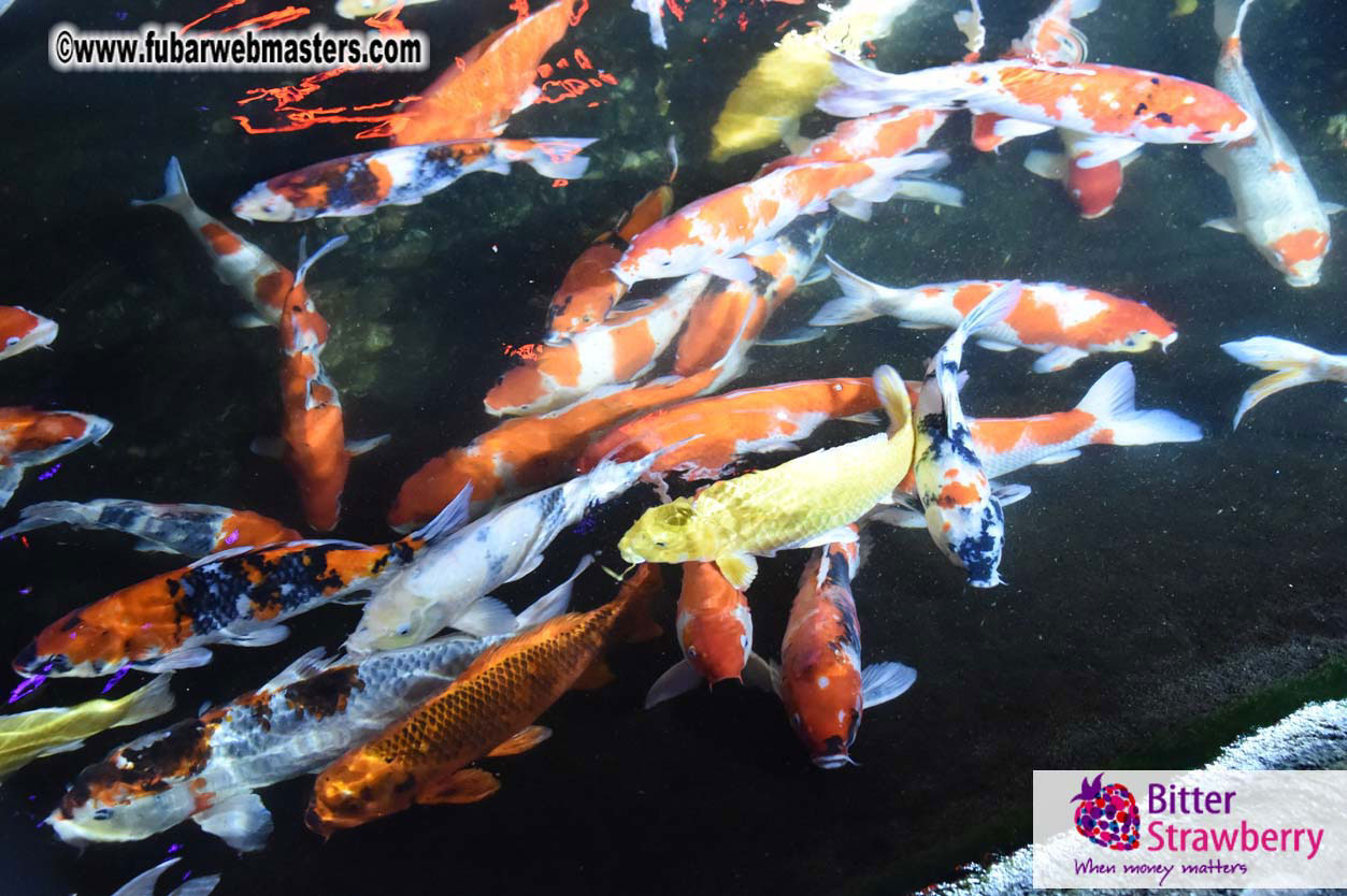 Networking Dinner @ Phuket FantaSea