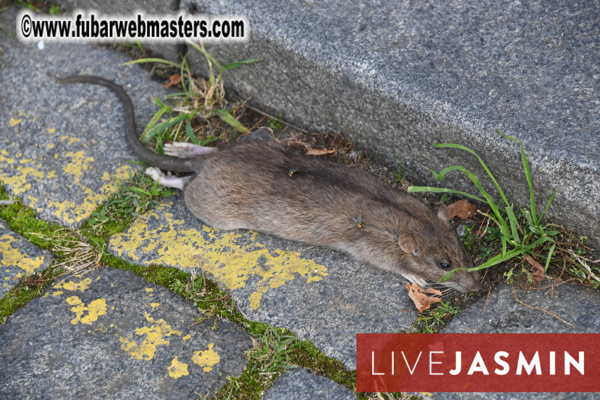 NewMediaServices - Flirt4Free River Cruise