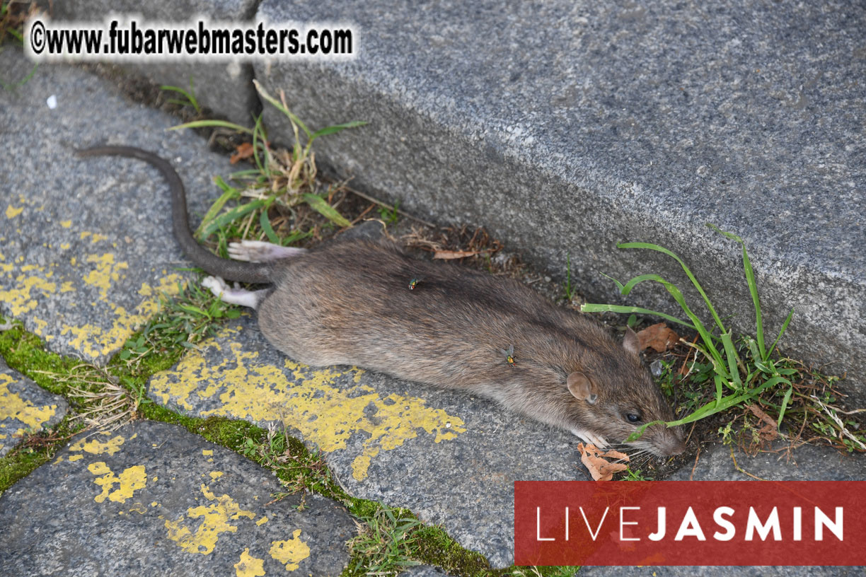 NewMediaServices - Flirt4Free River Cruise