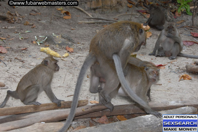 Speedboat Island Hopping