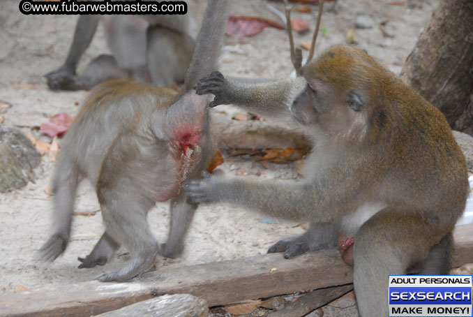 Speedboat Island Hopping