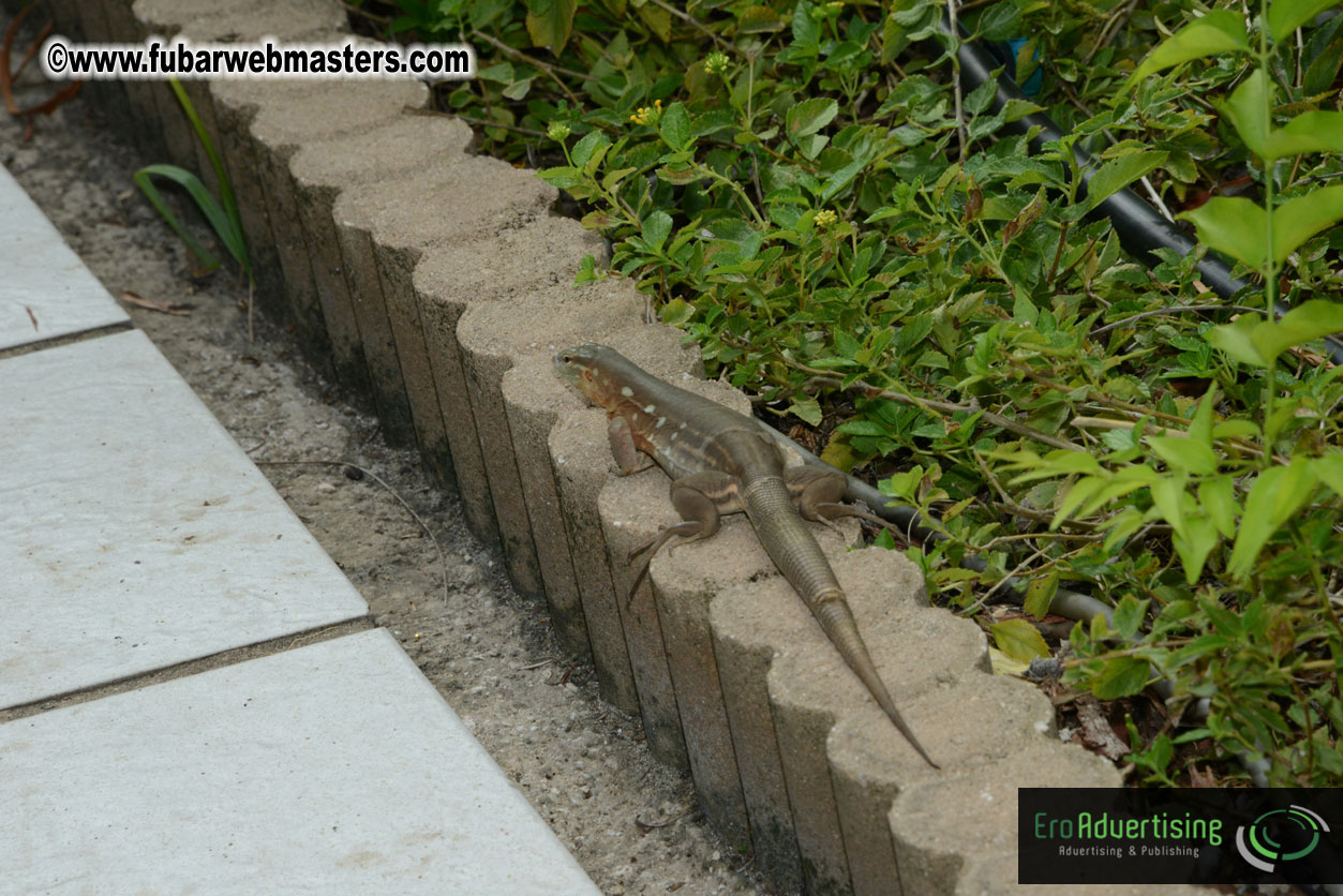 The Island Gathering Day 2