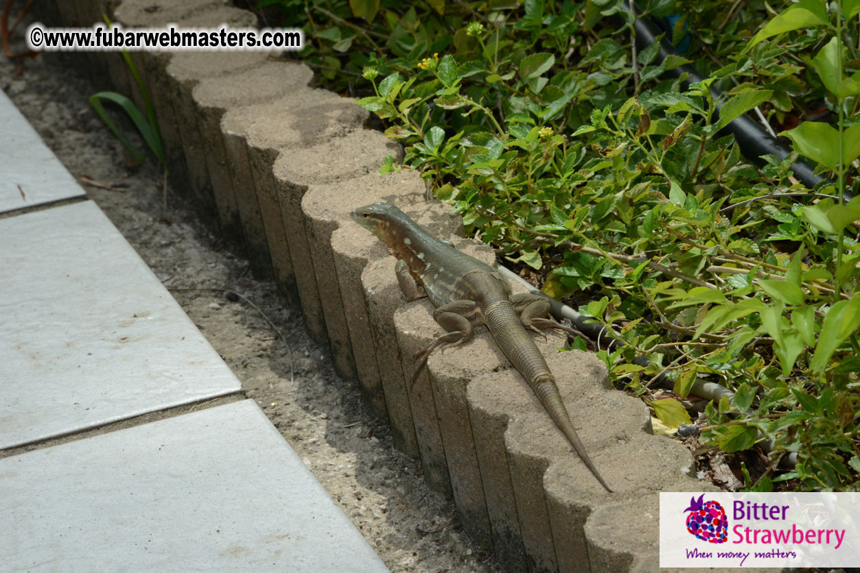 The Island Gathering Day 2