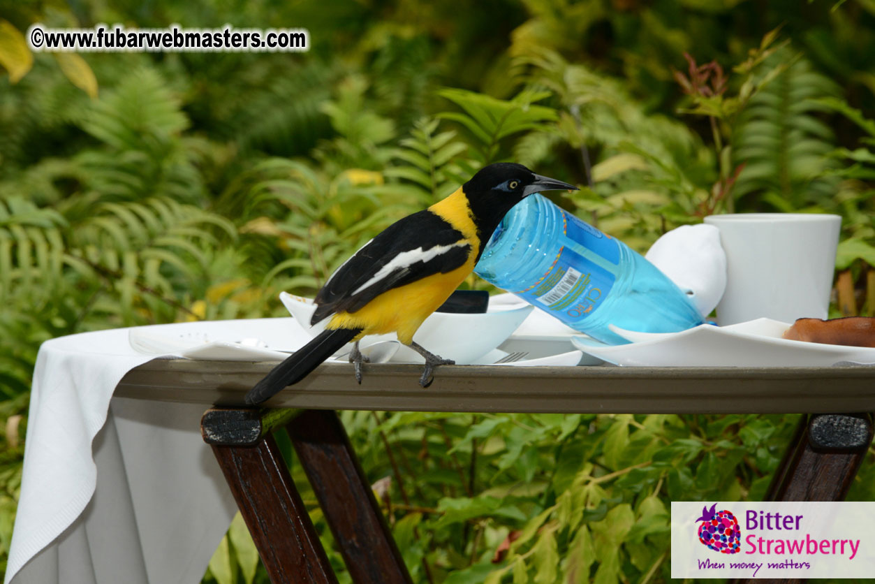 The Island Gathering Day 2