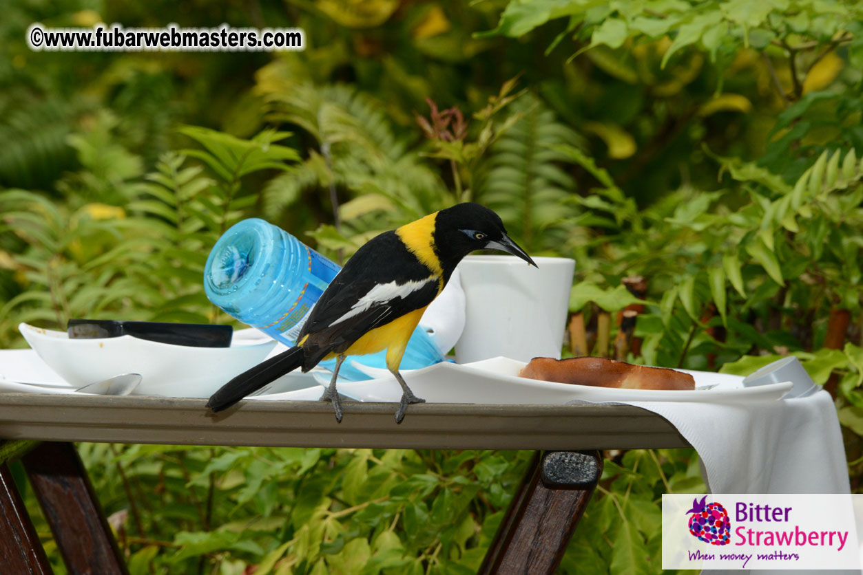 The Island Gathering Day 2