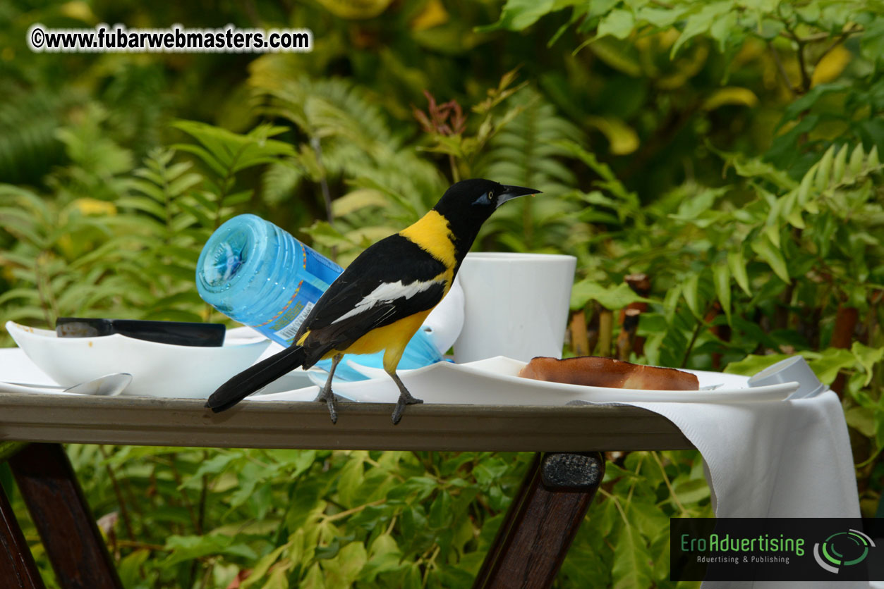 The Island Gathering Day 2