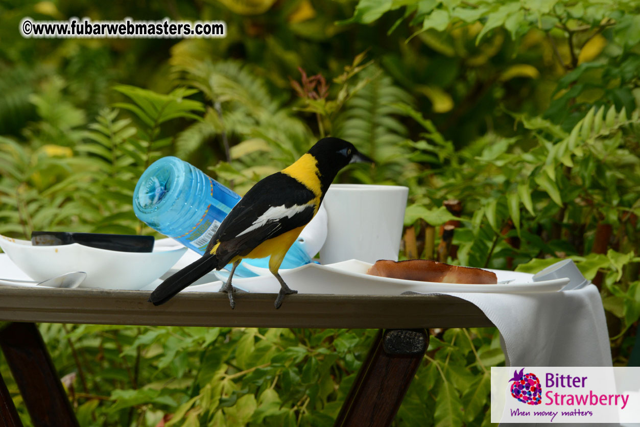 The Island Gathering Day 2