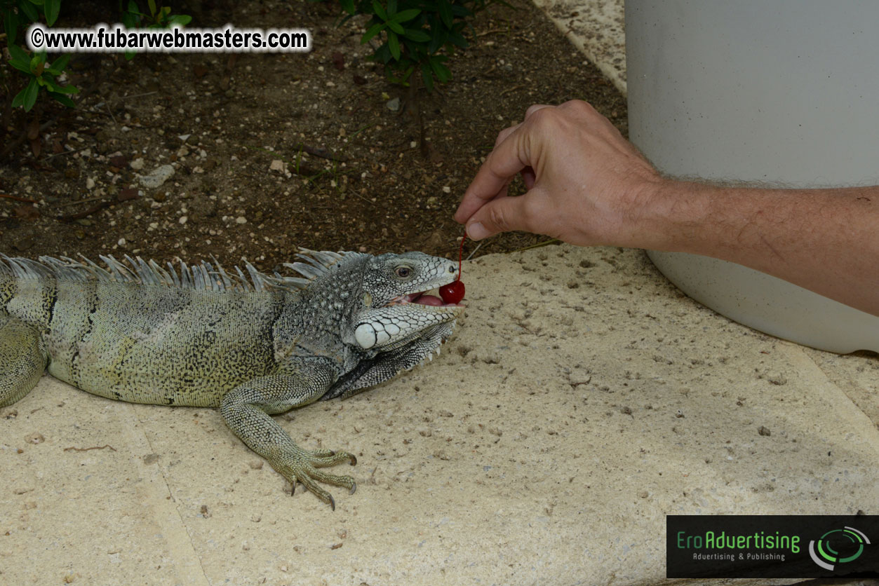 The Island Gathering Day 2