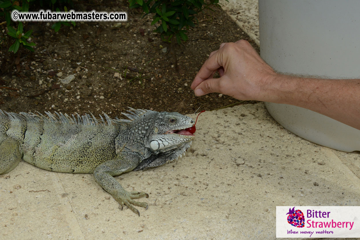 The Island Gathering Day 2