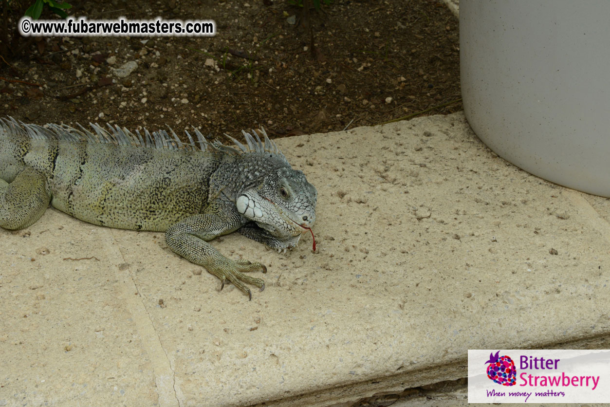 The Island Gathering Day 2