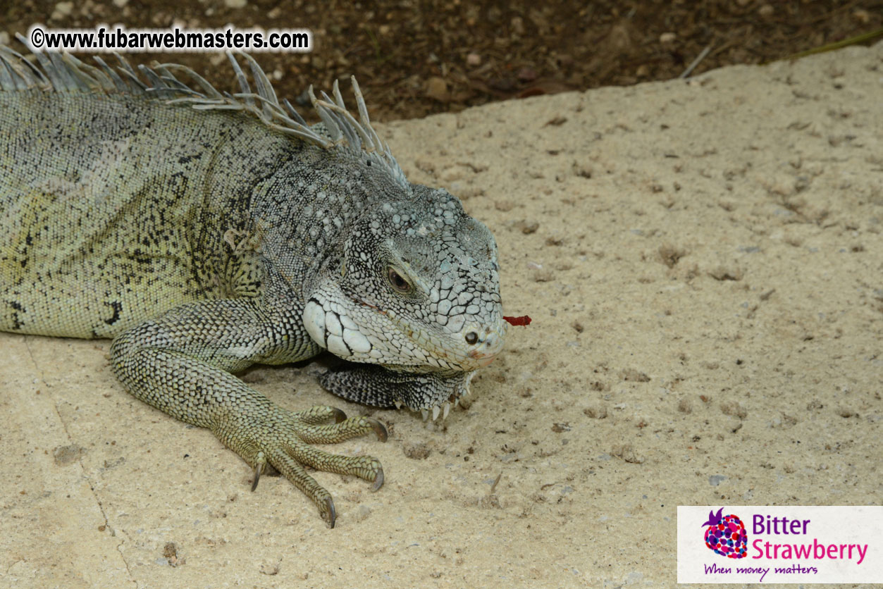 The Island Gathering Day 2