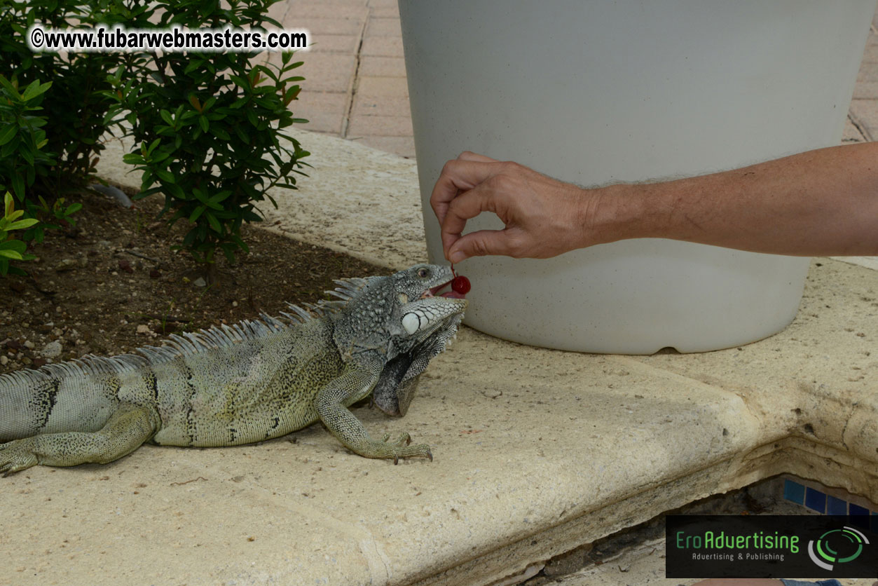 The Island Gathering Day 2