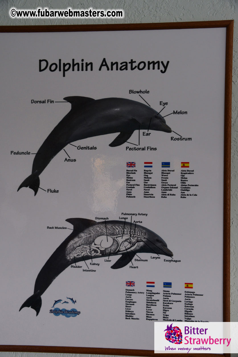 WireCard Dolphin Swim