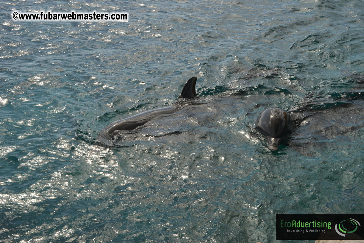 WireCard Dolphin Swim