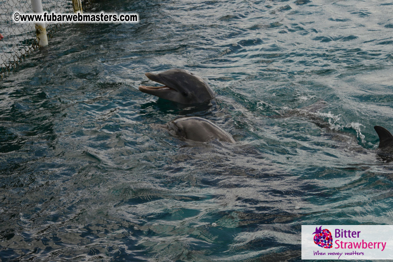 WireCard Dolphin Swim