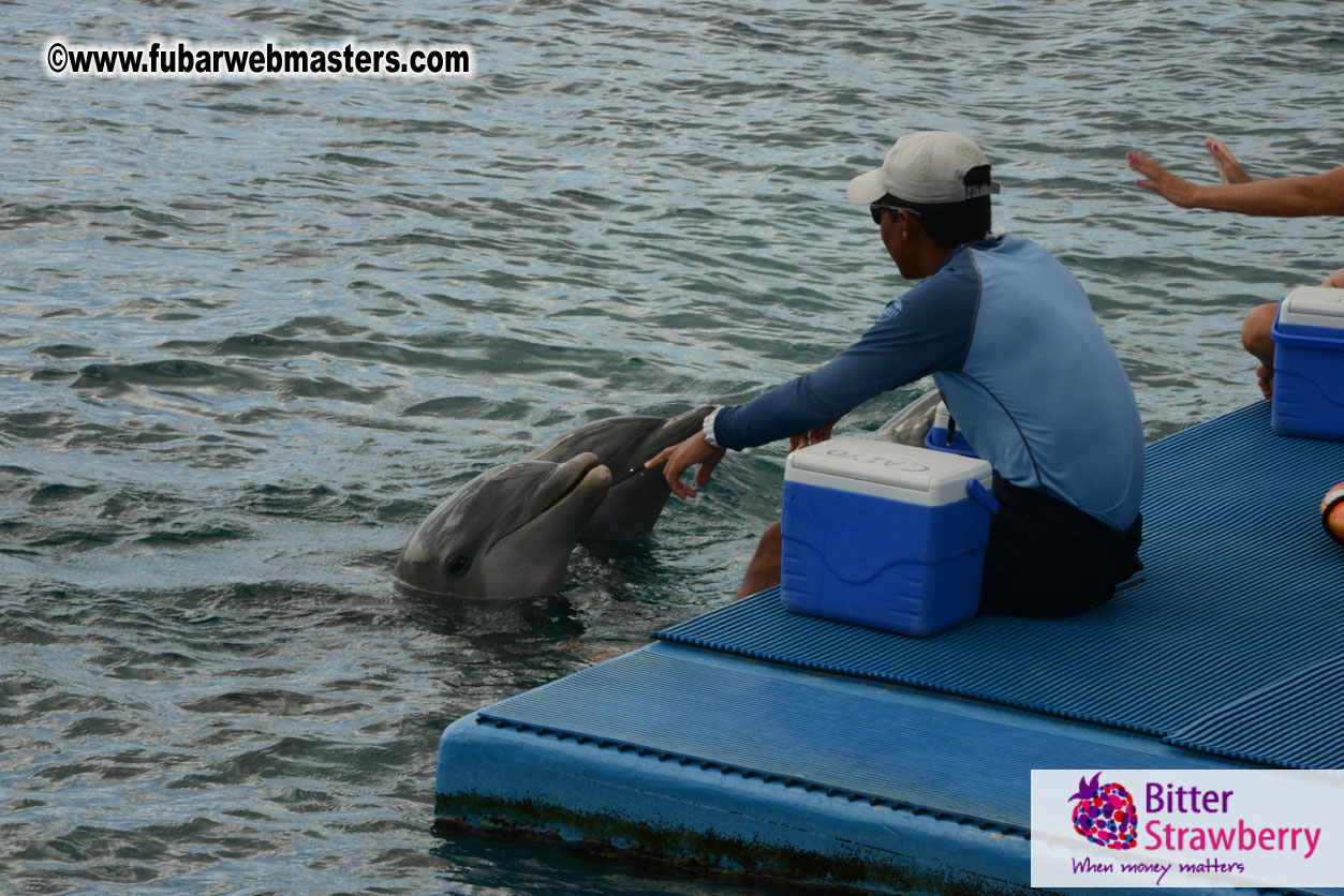 WireCard Dolphin Swim