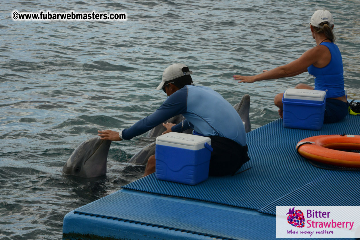 WireCard Dolphin Swim