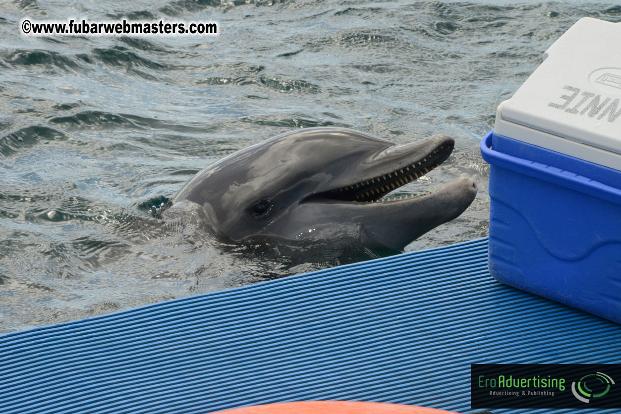 WireCard Dolphin Swim