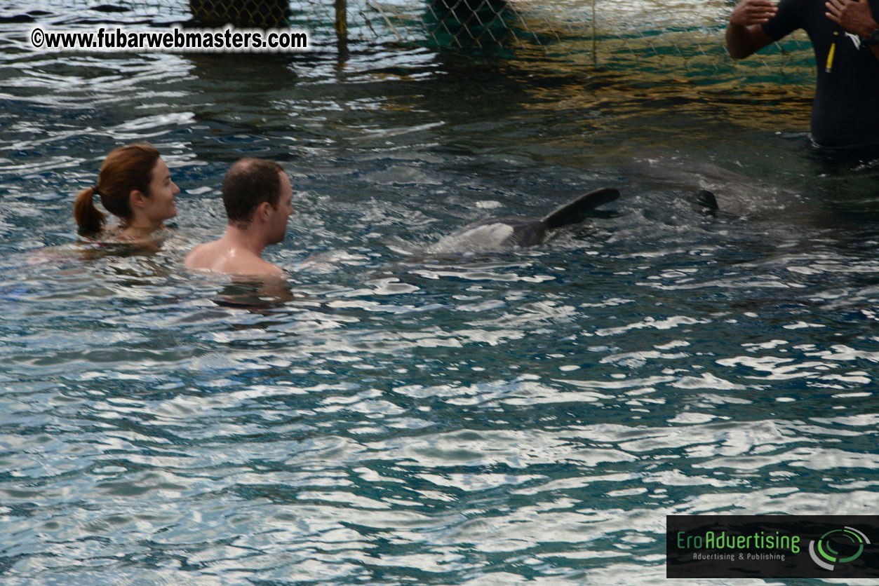 WireCard Dolphin Swim