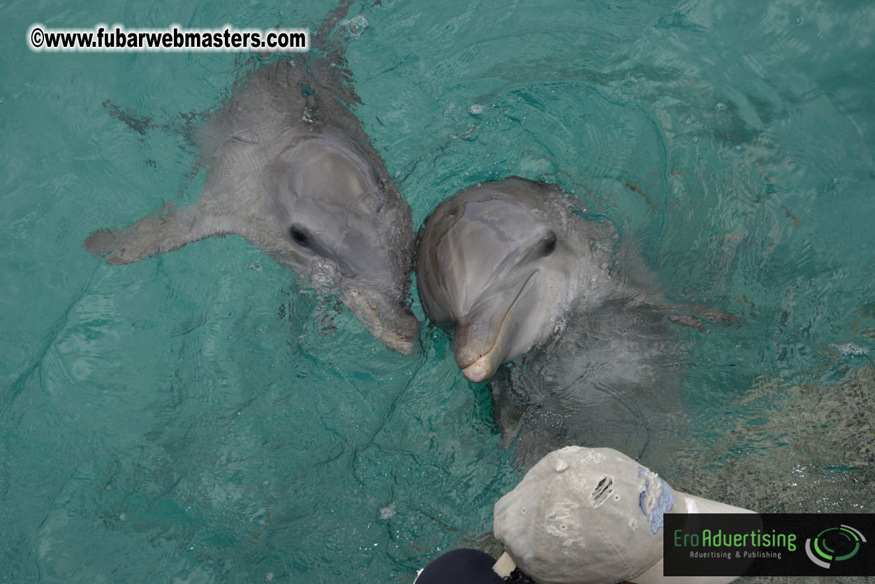 WireCard Dolphin Swim