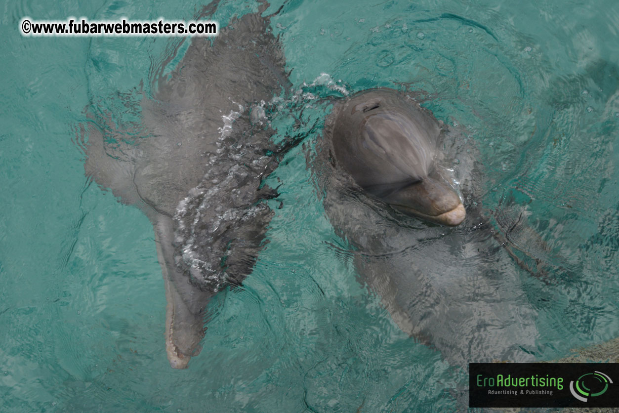 WireCard Dolphin Swim