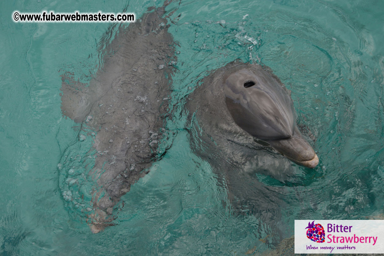 WireCard Dolphin Swim