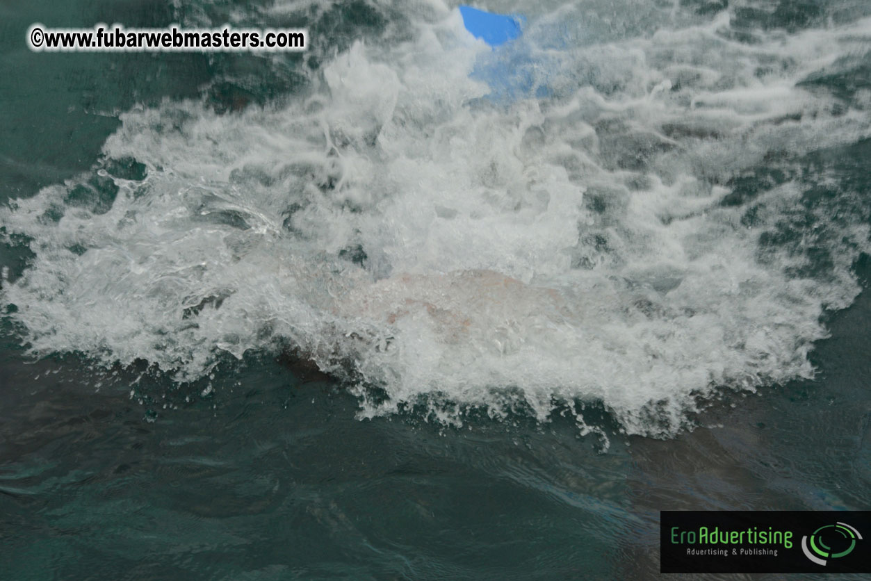 WireCard Dolphin Swim