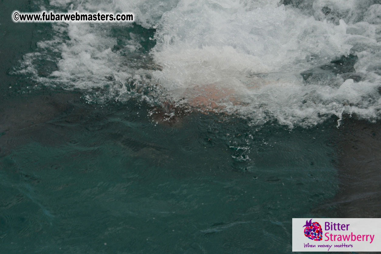 WireCard Dolphin Swim