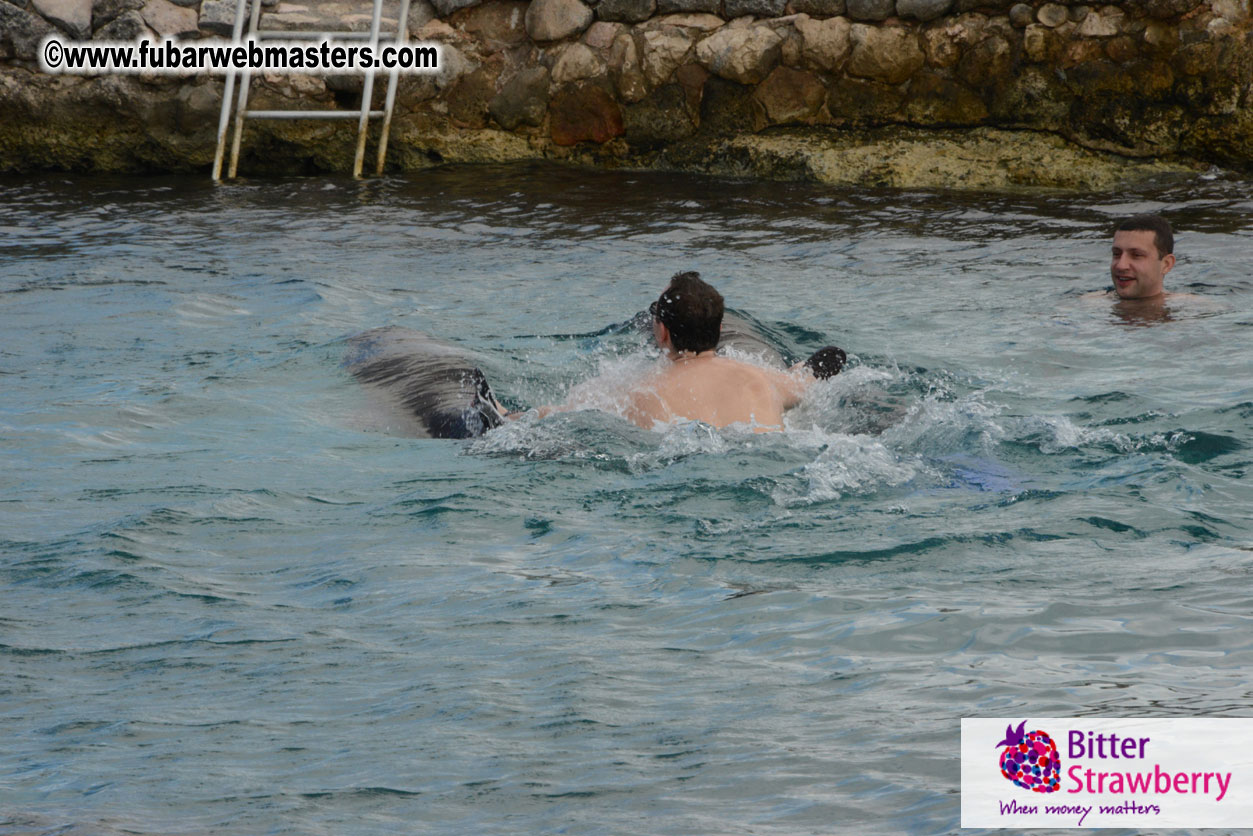 WireCard Dolphin Swim