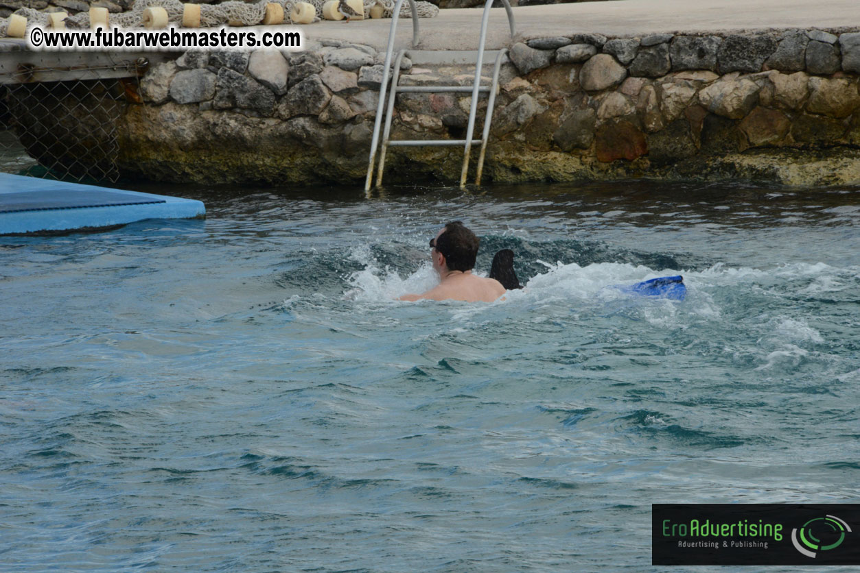 WireCard Dolphin Swim