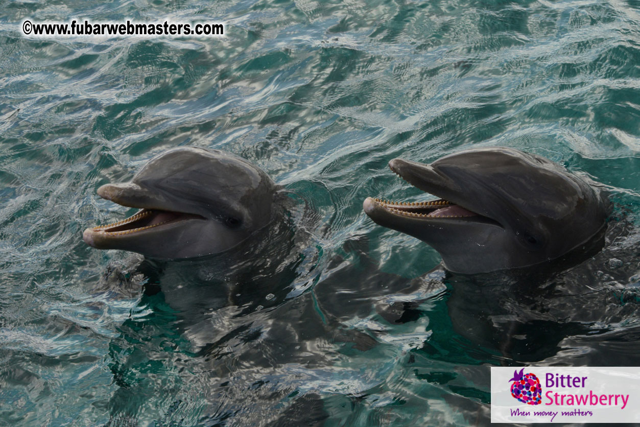 WireCard Dolphin Swim