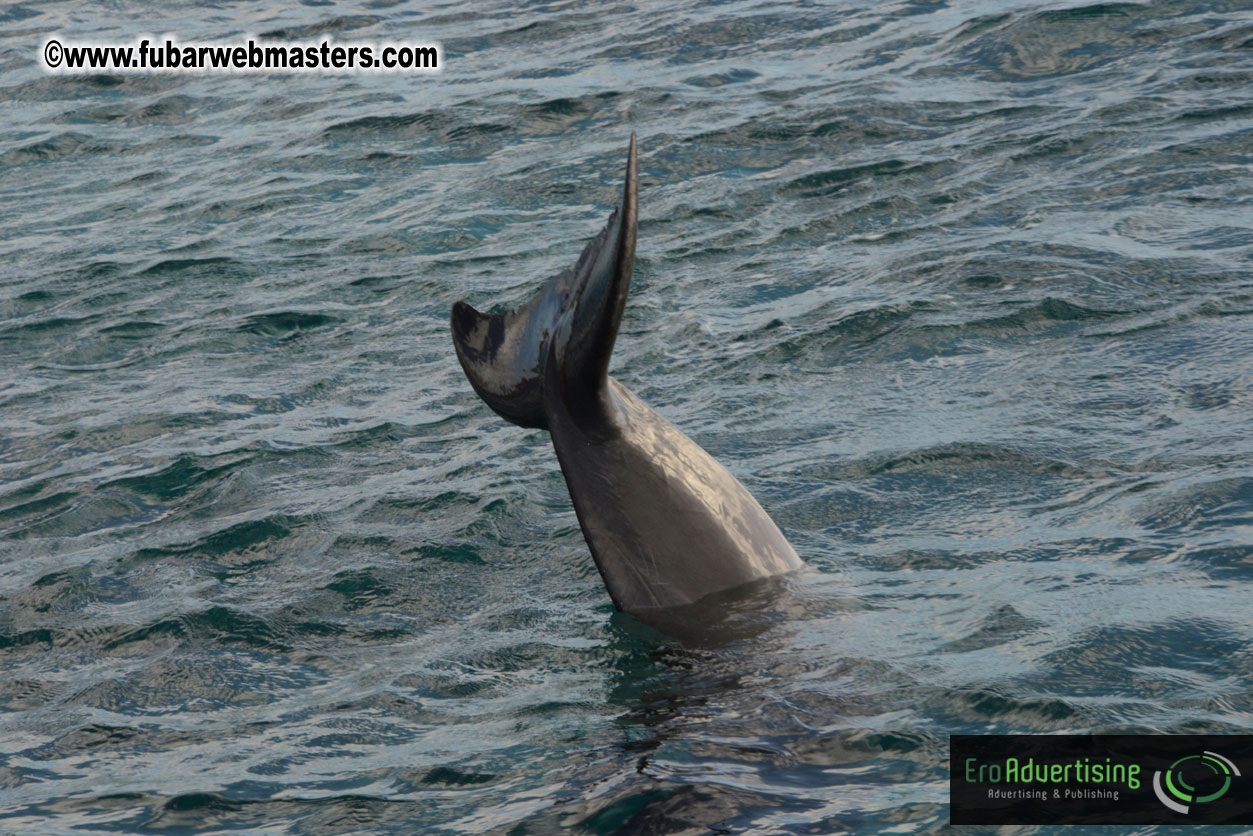 WireCard Dolphin Swim