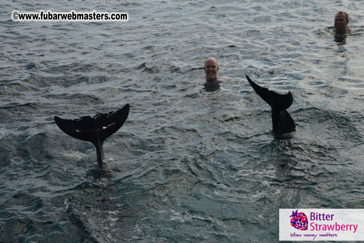 WireCard Dolphin Swim