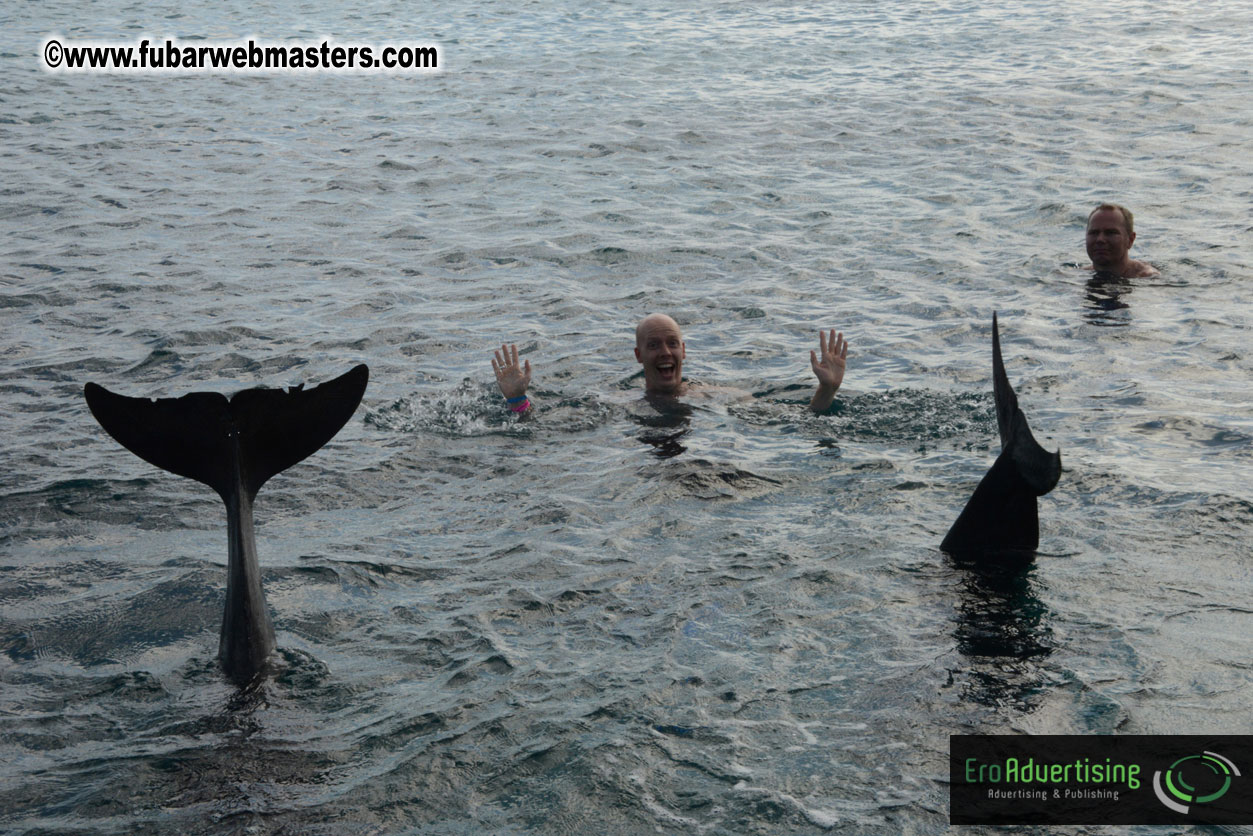 WireCard Dolphin Swim