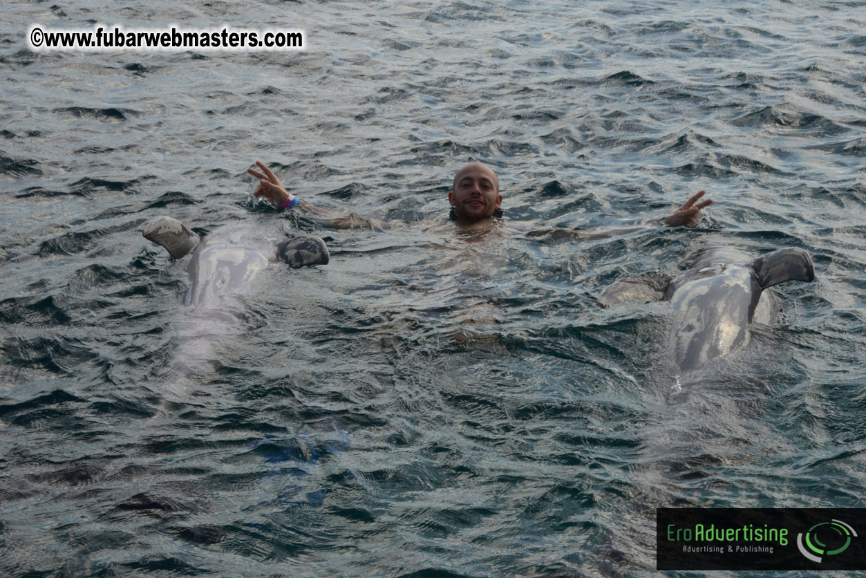 WireCard Dolphin Swim