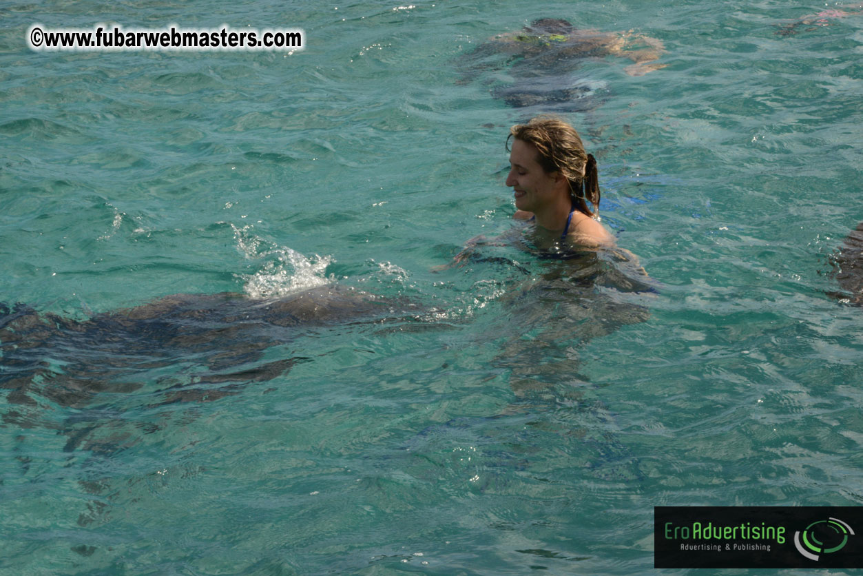 WireCard Dolphin Swim