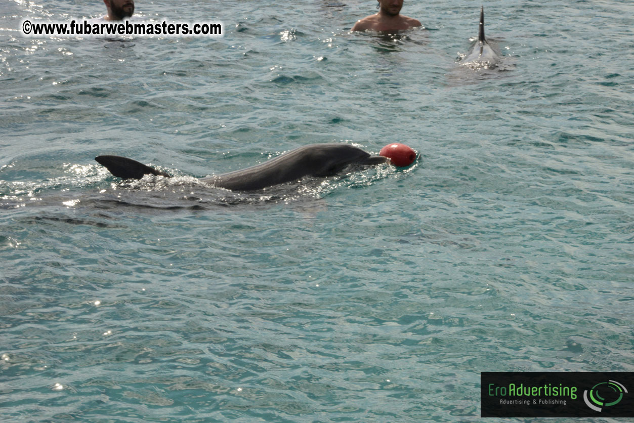 WireCard Dolphin Swim