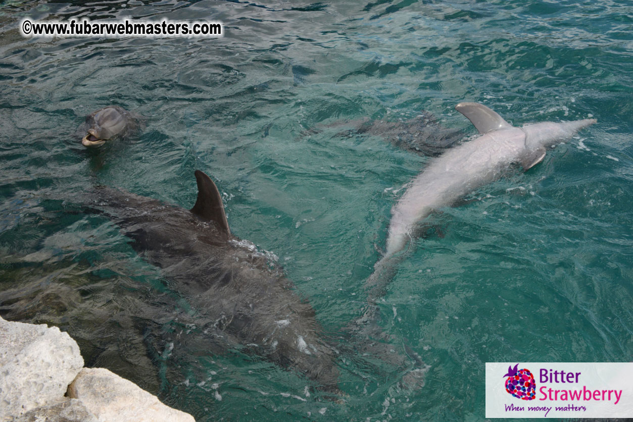 WireCard Dolphin Swim