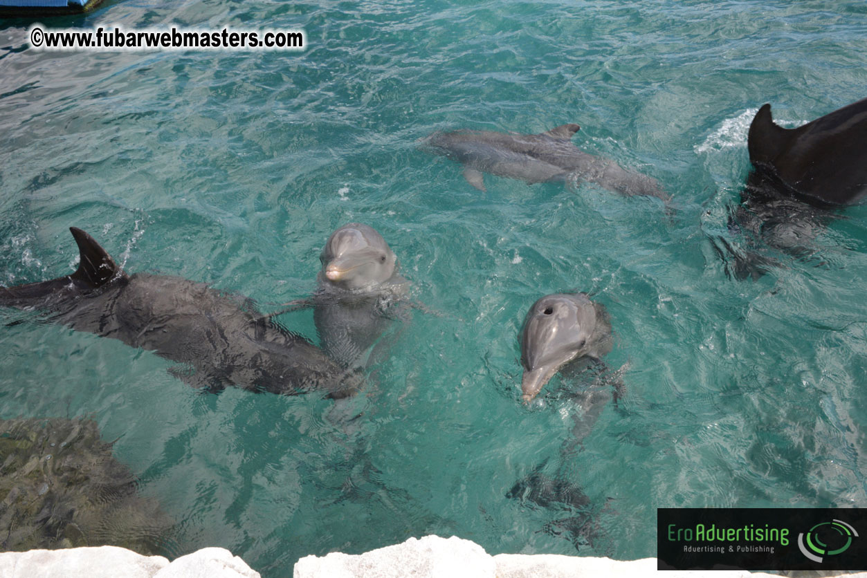 WireCard Dolphin Swim