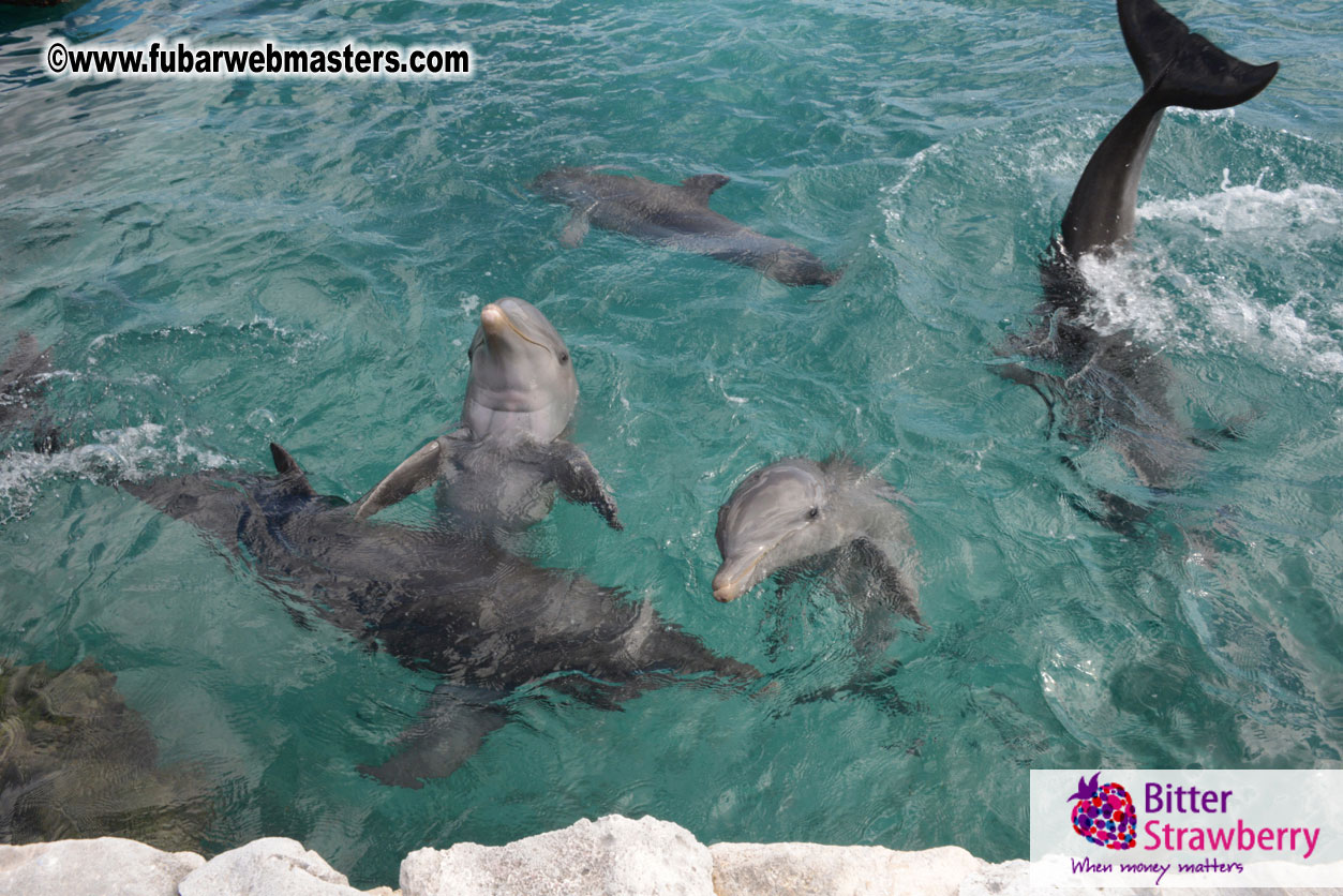 WireCard Dolphin Swim