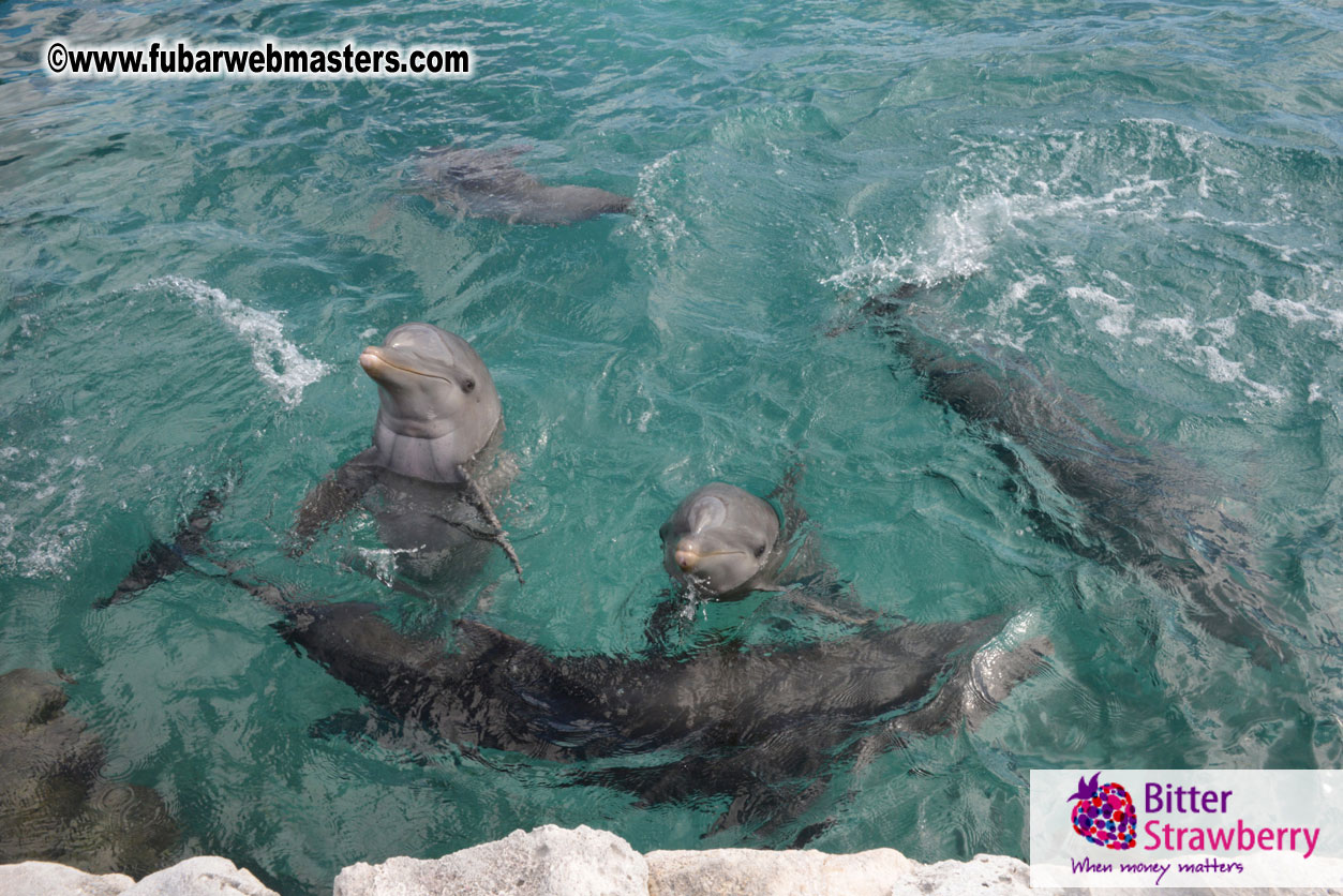 WireCard Dolphin Swim