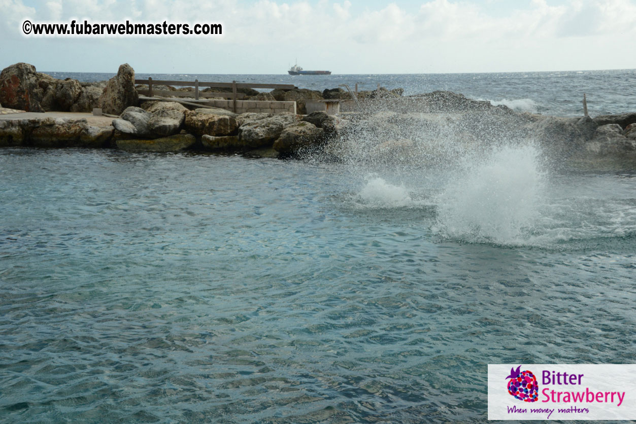 WireCard Dolphin Swim