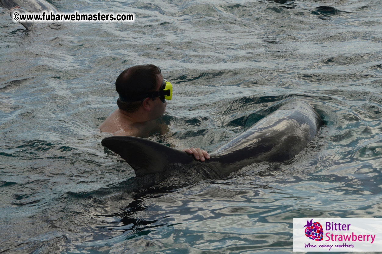 WireCard Dolphin Swim