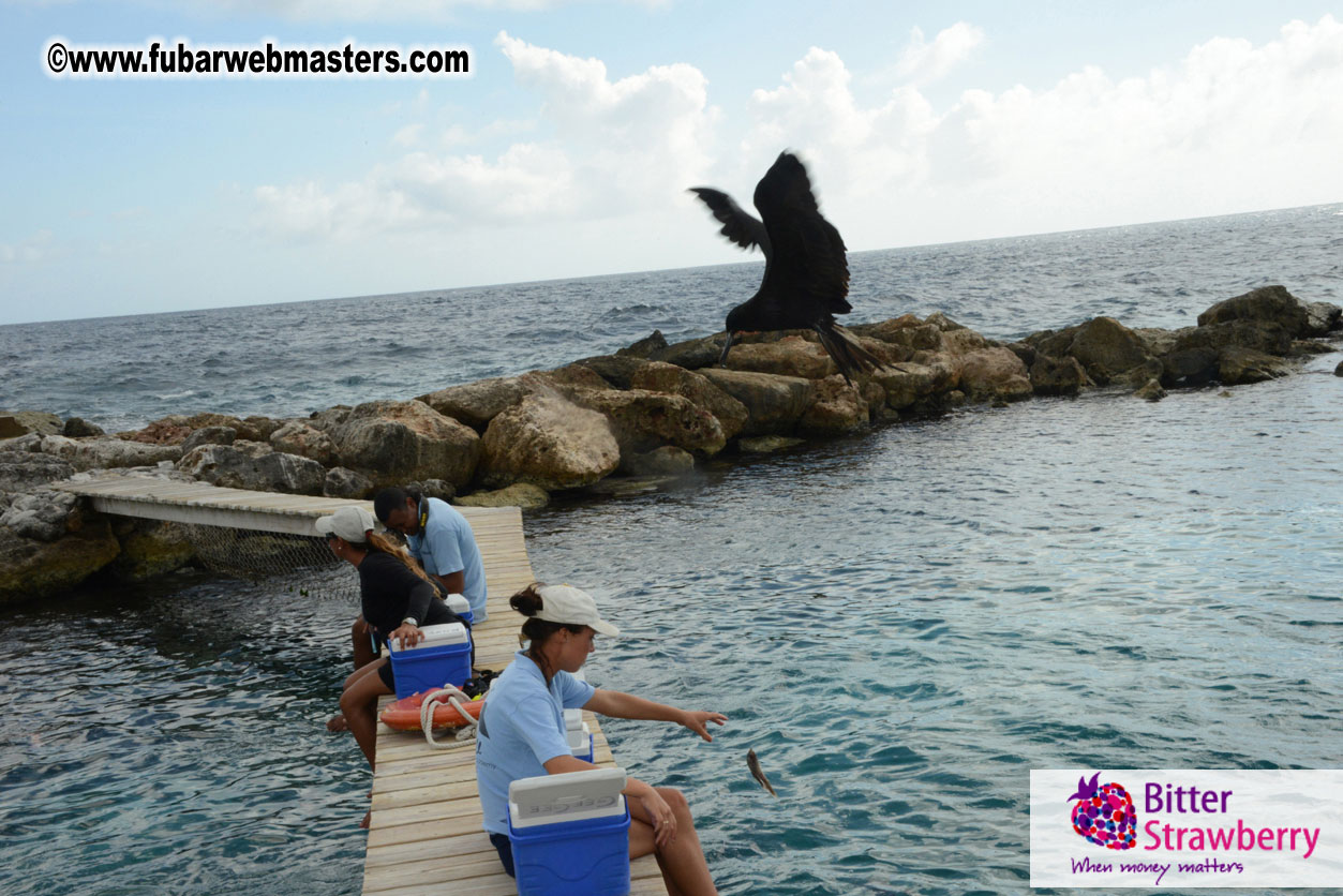 WireCard Dolphin Swim