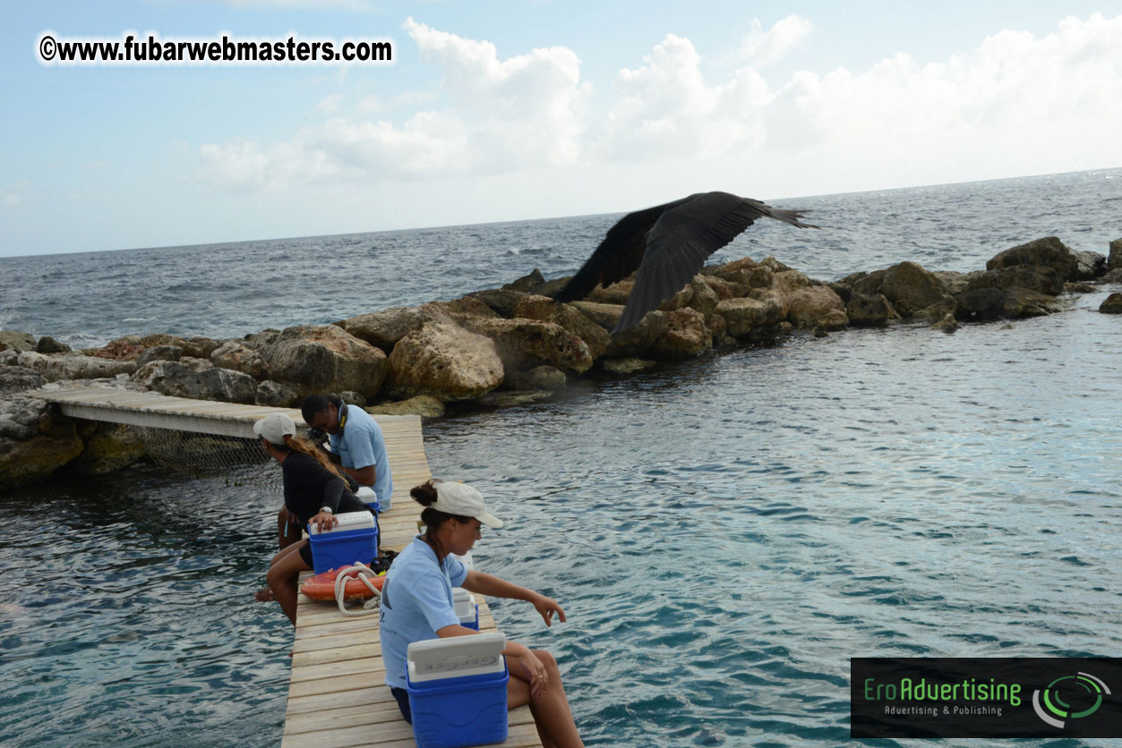 WireCard Dolphin Swim